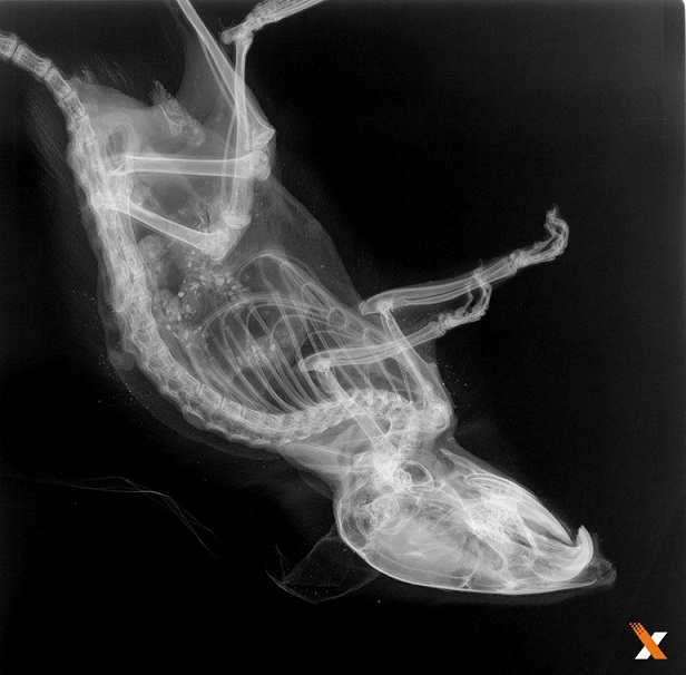 美國Faxitron生物學(xué)X射線小動物骨密度儀