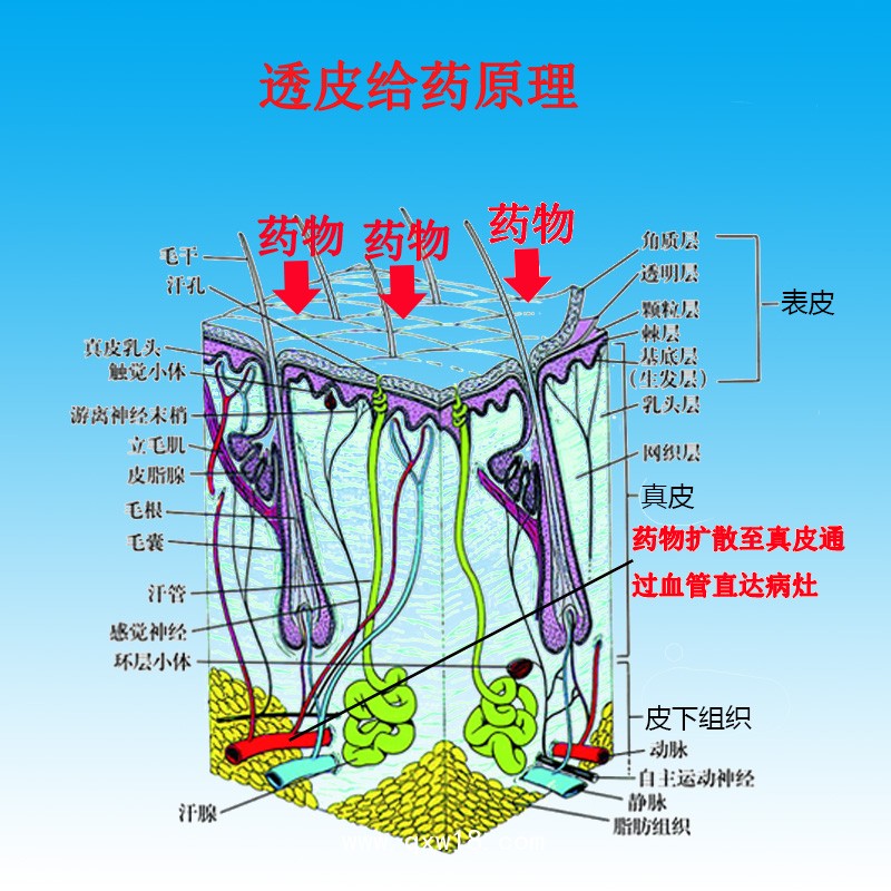 超聲耦合劑中介媒質(zhì)